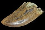 Tyrannosaur Tooth - Judith River Formation, Montana #63113-2
